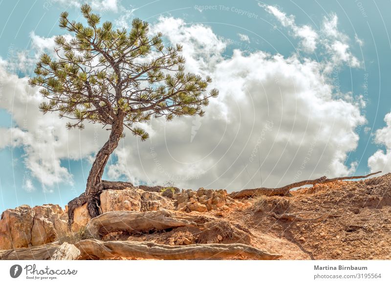 Survivor - single tree clinging to rocks at Bryce Canyon, Utah Vacation & Travel Environment Nature Landscape Plant Sand Sky Tree Park Rock Stone Might Brave