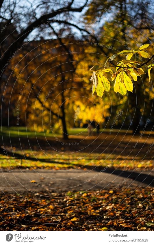 #S# Autumn yellow Nature Joy Happy Happiness Autumn leaves Autumnal Autumnal colours Early fall Autumnal weather Yellow Leaf Warmth To enjoy Beautiful weather