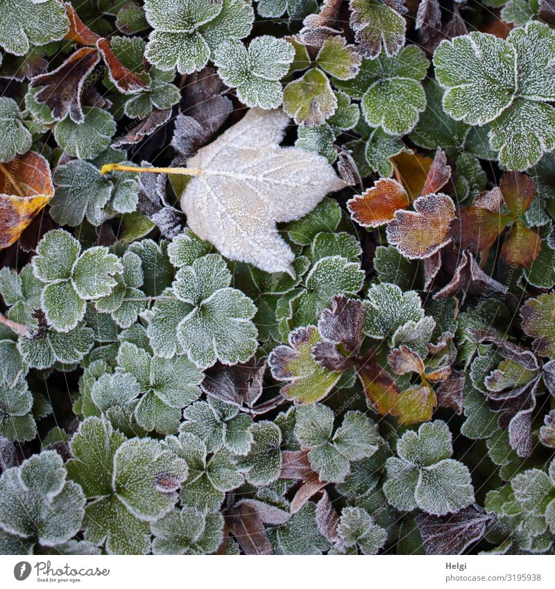 Rime on different leaves in autumn Environment Nature Plant Autumn Ice Frost Leaf Foliage plant Park Freeze Lie To dry up Growth Esthetic Authentic Exceptional