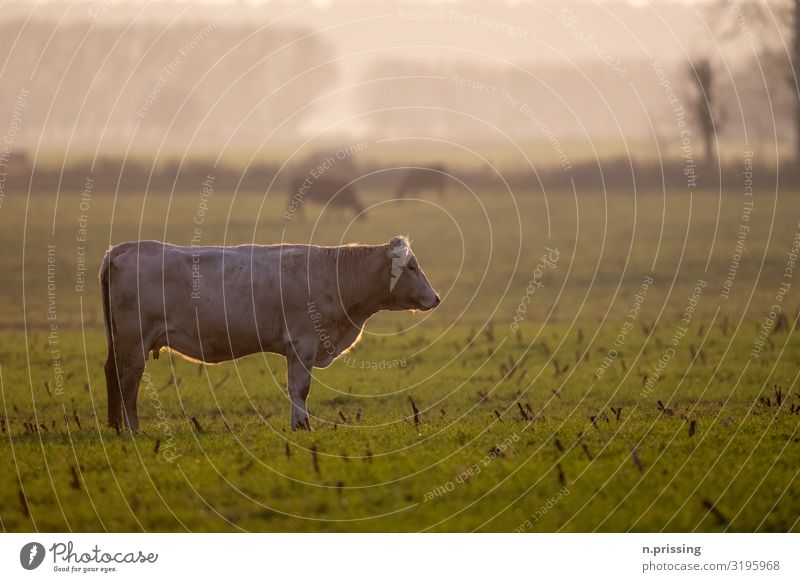 The cow life Nature Landscape Spring Autumn Grass Meadow Animal Farm animal Cow Bull 1 Stand Colour photo Exterior shot Copy Space right Copy Space top