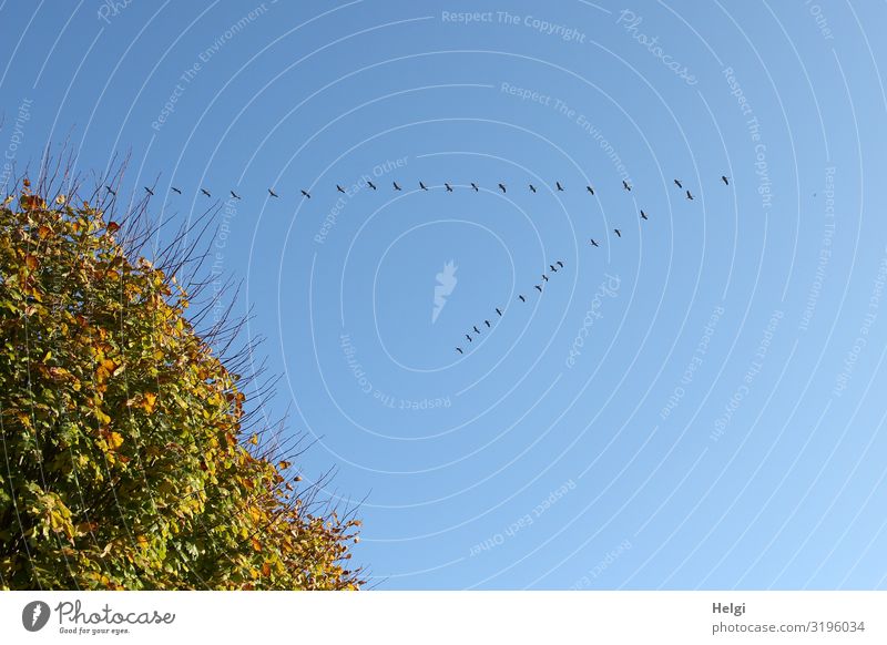 a flock of cranes moves over a tree in the blue sky Environment Nature Plant Animal Cloudless sky Autumn Beautiful weather Tree Leaf Autumnal colours