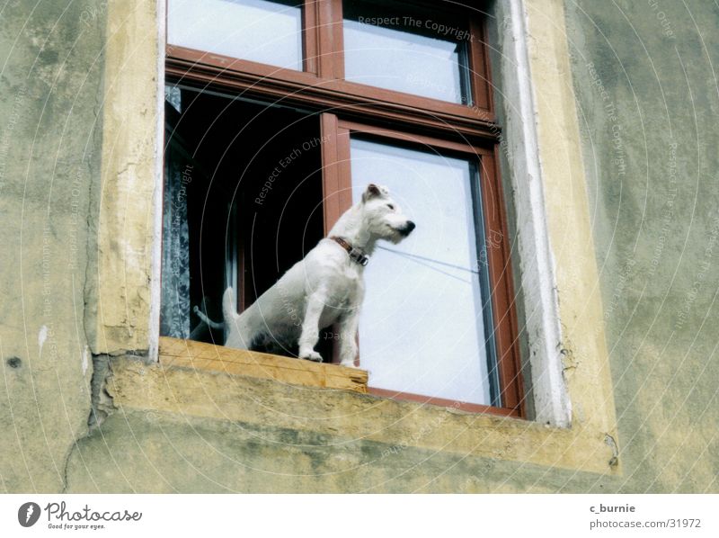 who let the dog out? Dog Window House (Residential Structure) White Neckband Wall (building) Dog collar