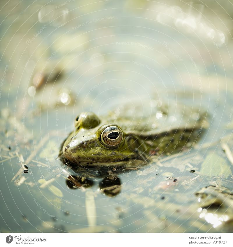 make a wish Nature Animal Spring Beautiful weather Pond Wild animal Frog 1 Observe Relaxation Exotic Fluid Fresh Happy Small Natural Cute Green Contentment