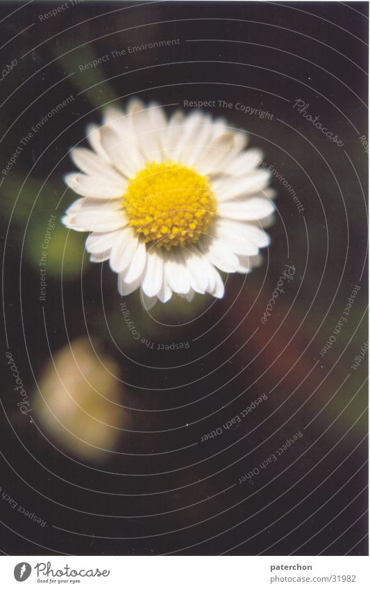 Lonely Daisy Flower Loneliness Meadow Plant Summer Spring Grass Nature Lawn