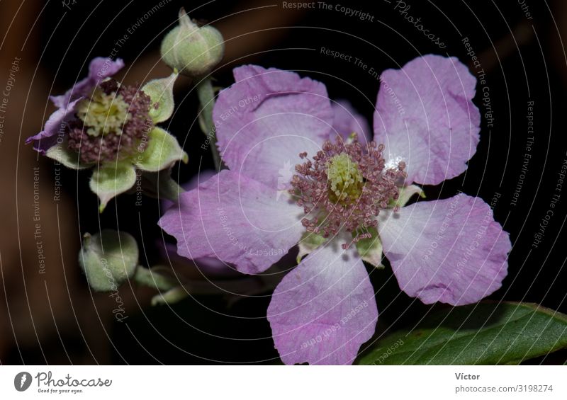 Flower and buds of elmleaf blackberry (Rubus ulmifolius). Integral Natural Reserve of Mencáfete. Frontera. El Hierro. Canary Islands. Spain. Plant Blossoming