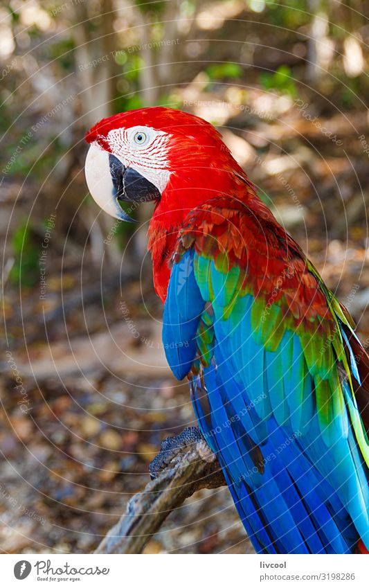 macaw , cayo saetia - cuba Freedom Island Plant Animal Tree Places Pet Bird 1 Authentic Exceptional Cool (slang) Beautiful Uniqueness Funny Original Wild Blue