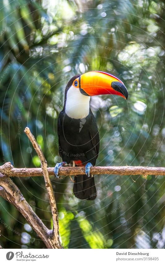 Giant Toucan Vacation & Travel Tourism Trip Expedition Nature Landscape Beautiful weather Virgin forest Wild animal Bird 1 Animal Exotic