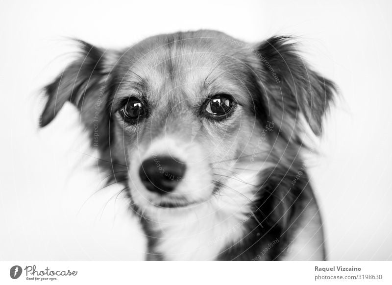 Black and white portrait of a dog. - a Royalty Free Stock Photo from