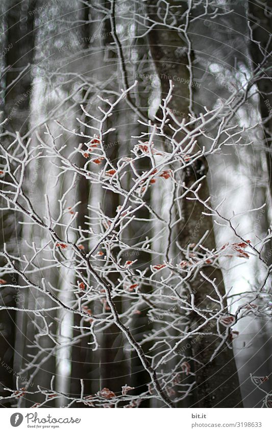 winter plexus Environment Nature Winter Climate Climate change Bad weather Ice Frost Snow Plant Tree Forest Cold Sadness Concern Grief Death Fatigue Pain