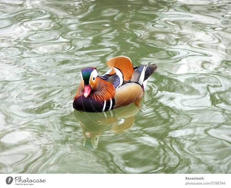 Mandarin Duck Environment Nature Landscape Animal Water Pond Wild animal Bird 1 Looking Swimming & Bathing Exotic Beautiful Wet Multicoloured Life Movement