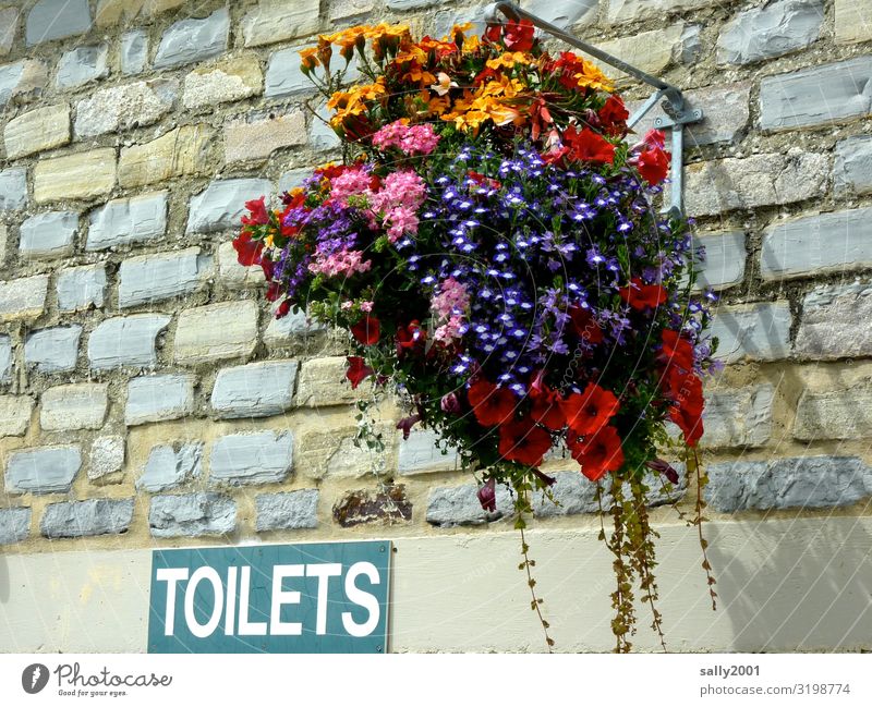 cute toilets... Flower House (Residential Structure) Wall (barrier) Wall (building) Characters Signs and labeling Signage Warning sign Hang Esthetic