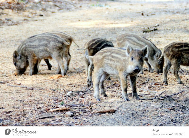curious youngsters looking for food on a forest path Environment Nature Animal Earth Spring Beautiful weather Forest Wild animal Wild boar Young boar