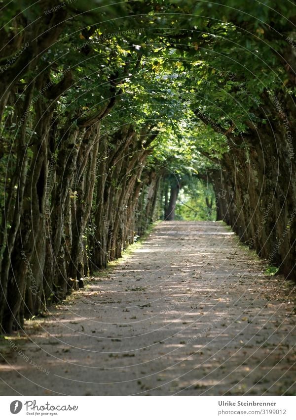 Alley or arcade at the Würzburg Residence Vacation & Travel Tourism Trip City trip Summer Summer vacation Nature Plant Tree Park Würzburger Residence Germany