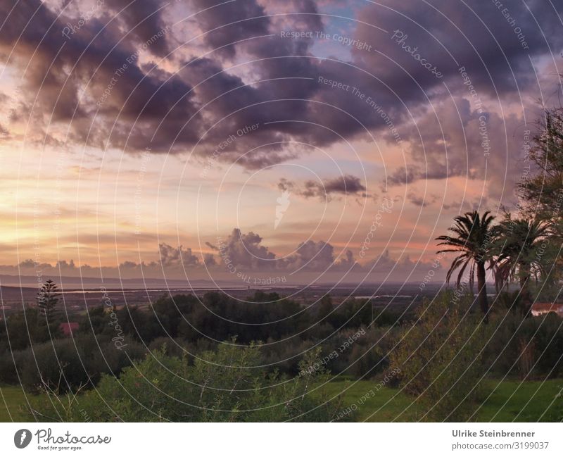 900 | Cloudy sky with sunset over Sardinian landscape Landscape palms evening mood Sunset Clouds Clouds in the sky atmospheric Nature Twilight Calm Sky Evening