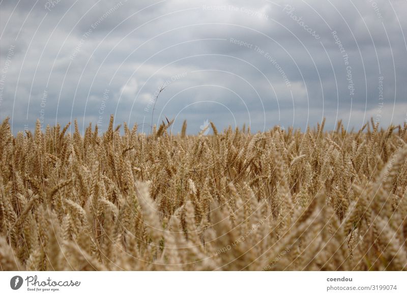 Grain field in front of grey clouds Food Dough Baked goods Bread Carbohydrates Nutrition Organic produce Vegetarian diet Healthy Eating Allergy Farmer