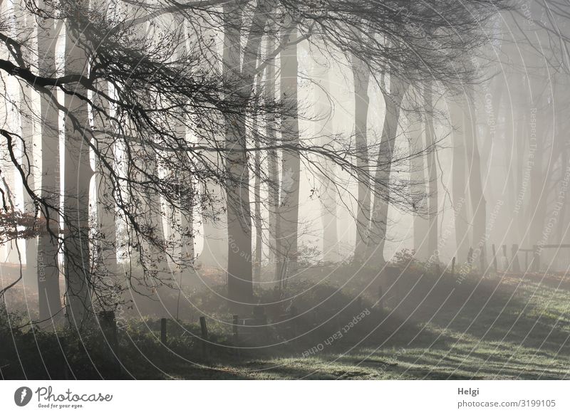 foggy November morning at the edge of the wall with sunrays Environment Nature Landscape Plant Autumn Fog Tree Grass Twigs and branches Meadow Forest