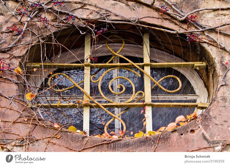 An old, decorated oval window overgrown with grapevines Nature Wild plant Building Wall (barrier) Wall (building) Facade Window Old Observe Hang Sadness Faded