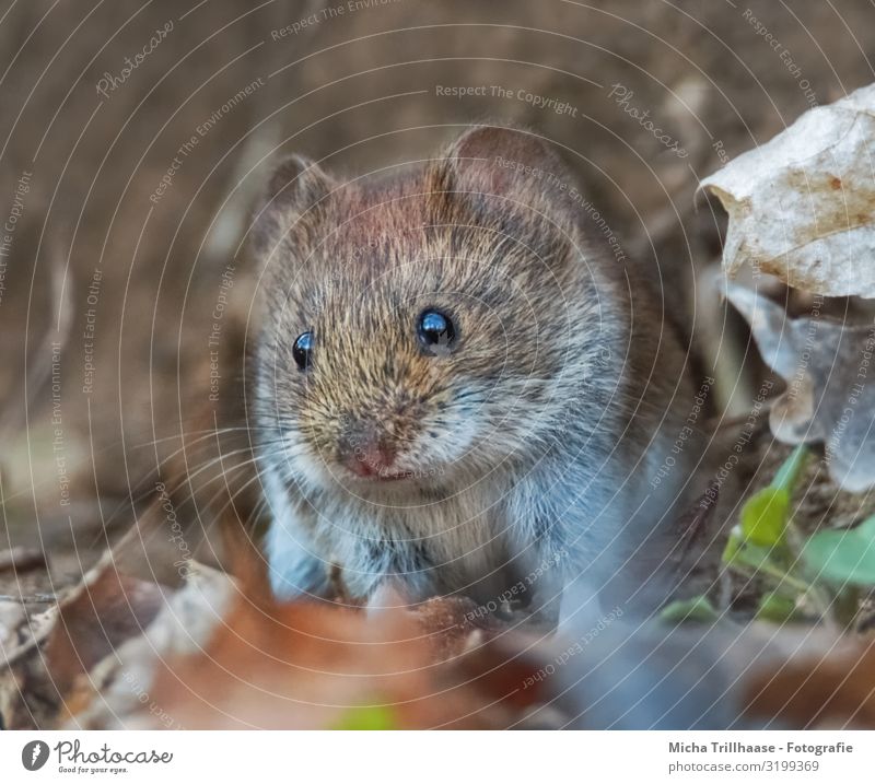 Mouse in the forest Nature Animal Sunlight Beautiful weather Leaf Autumn leaves Twigs and branches Forest Wild animal Animal face Pelt bank vole Eyes Ear Nose