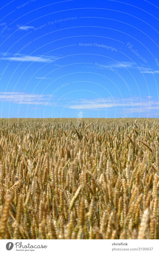 Cornfield with blue sky Food Grain Environment Nature Landscape Plant Air Sky Horizon Summer Agricultural crop Field Blossoming Fragrance Feeding Blue