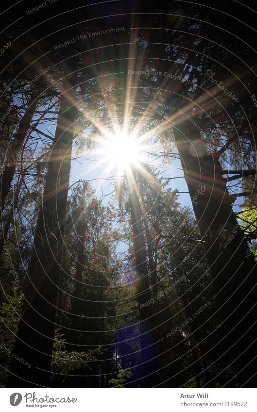 In the sun Environment Nature Landscape Plant Sky Sun Sunlight Summer Beautiful weather Tree Leaf Forest Alps To enjoy Hiking Healthy Gigantic Glittering