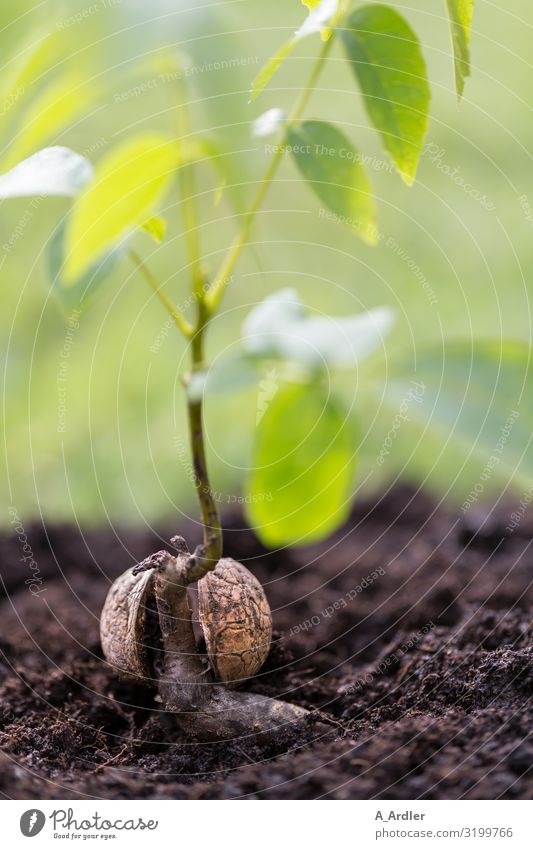 young walnut tree with nut shell Walnut Environment Nature Elements Earth Climate Climate change Plant Tree Garden Park Meadow Field Forest Virgin forest Brown