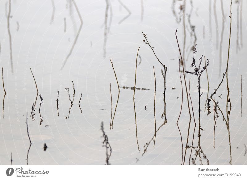 line drawing Environment Nature Landscape Plant Water Autumn Winter Common Reed Lakeside Maritime Natural Moody Calm Loneliness Perspective Sadness Reflection