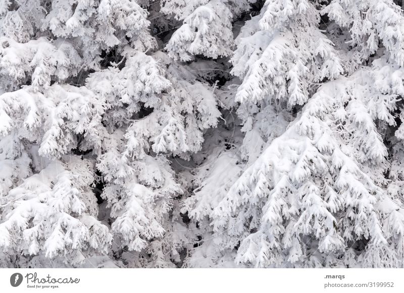 fresh snow Christmas & Advent Environment Nature Winter Snow Branch Coniferous trees Cold White Covered Colour photo Exterior shot Structures and shapes