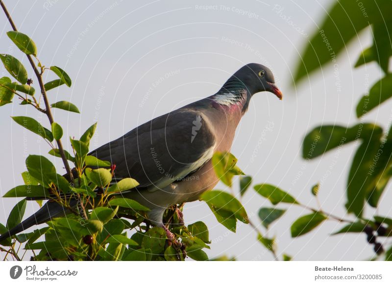 The dove Food Meat Flying Environment Nature Plant Animal Cloudless sky Tree Bird Pigeon Breathe Observe Discover To feed Looking Sit Wait Esthetic Exotic