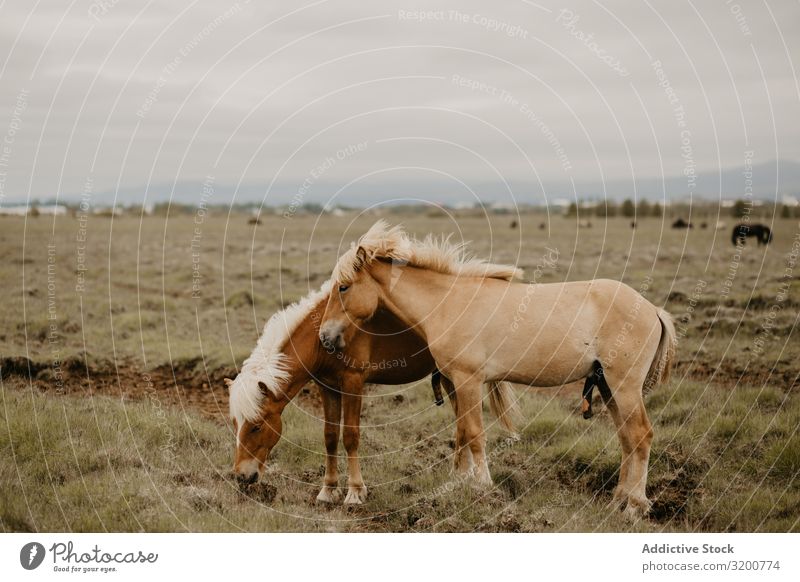 Horses grazing in dry field To feed Field Dry Grass Autumn Nature Pasture Meadow Farm Animal Rural Landscape Mammal Sky Beautiful weather Clear Living thing