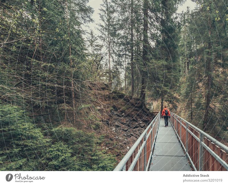 Traveller admiring picturesque view of mountain forest traveller Forest Mountain Picturesque Vantage point Tourist Hiking Beautiful Lanes & trails Alps