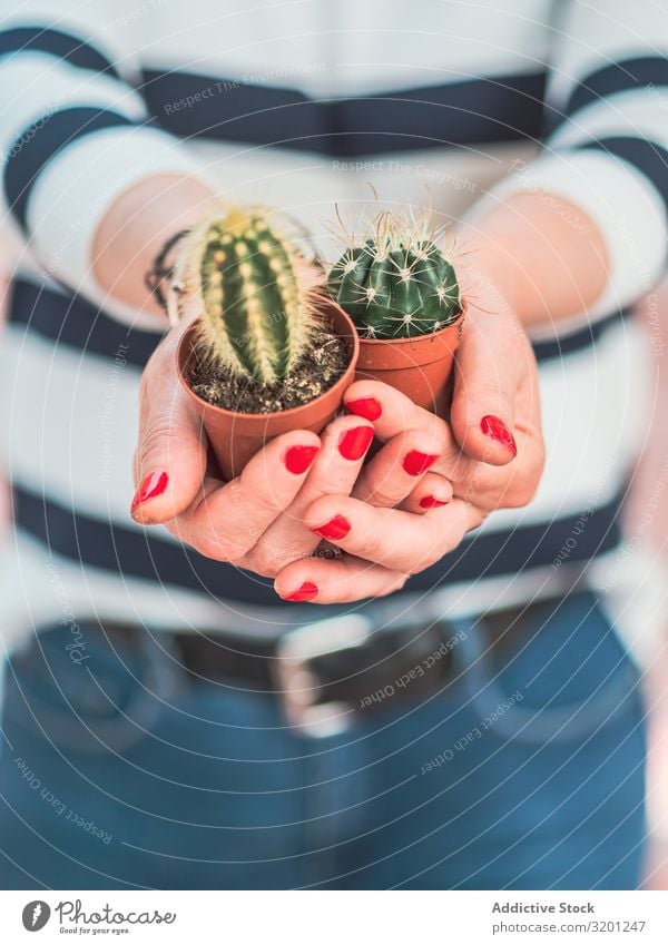 Female with small cacti in hands Cactus Plant Hand Woman Red Manicure Pot Houseplant spiky Adults Human being Hold Green Small Thorny Succulent plants Sharp