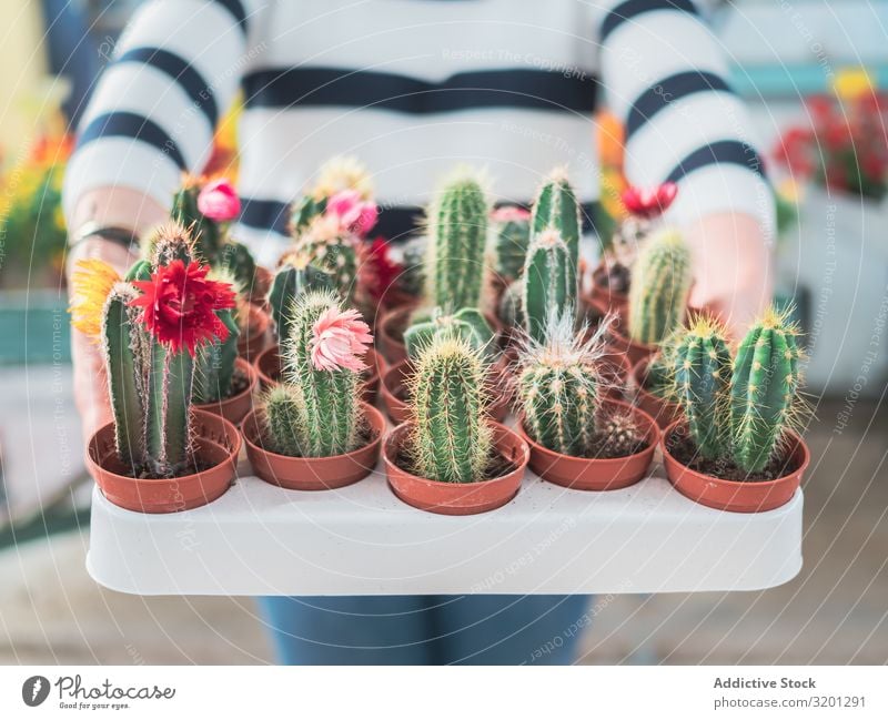Female holding collection of green cacti Cactus Plant Pot Hand Woman Green Thorny Houseplant Blooming Succulent plants Human being Hold Leisure and hobbies