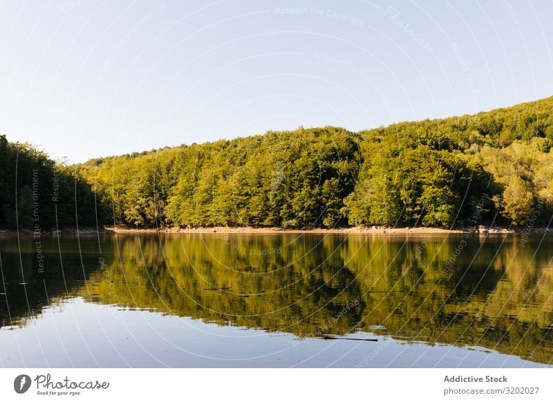 Reflections in the lake of a forest Lake Bushes Sunset Landscape Calm Sky Surface Green Water Nature Vantage point Plant Coast Environment Harmonious