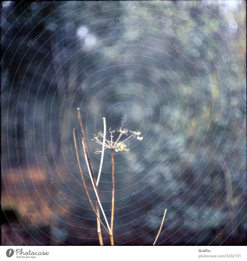 Dried Environment Nature Plant Climate Bushes Wild plant Forest Faded To dry up Growth Old Blue Brown Yellow Loneliness Environmental protection Decline Past