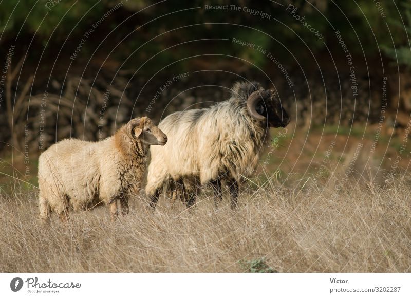 Sheep (Ovis aries). Valverde. El Hierro. Canary Islands. Spain. Animal Farm animal 2 Pair of animals Nature Canaries Domestic domesticated fauna livestock