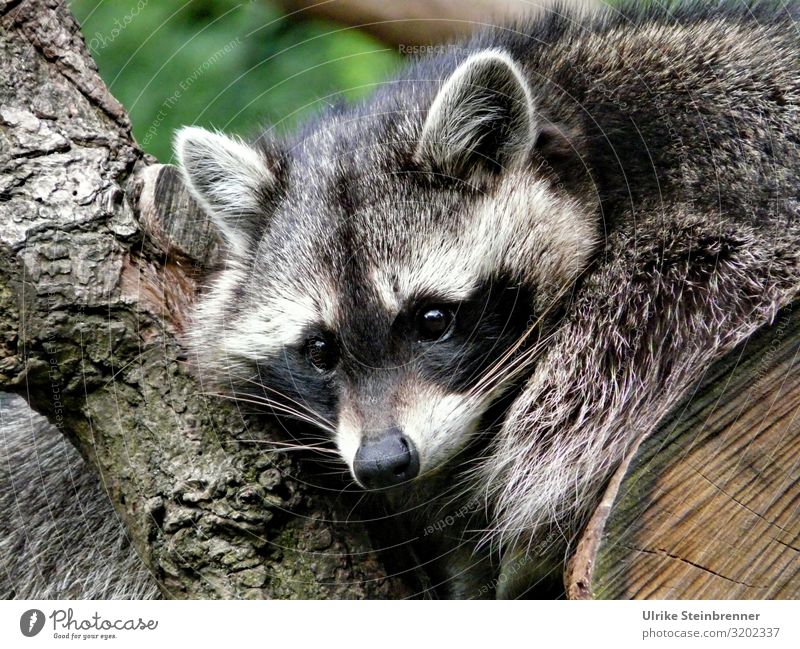 Raccoon observes attentively Nature Animal Wild animal Zoo 1 Observe Hang Crouch Looking Wait naturally Mammal neozoon Land-based carnivore Watchfulness eyes