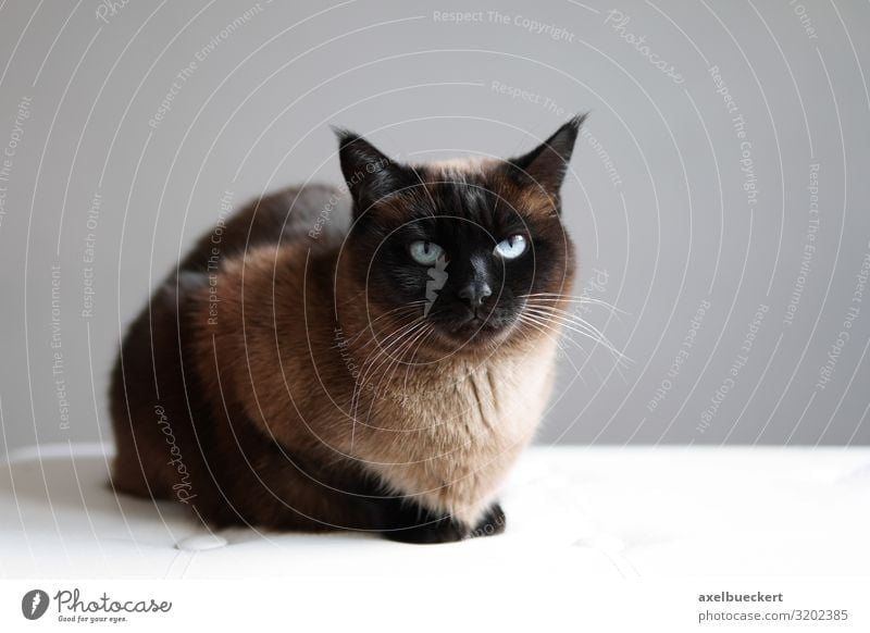 Siamese Thai cat Seal Point Relaxation Animal Pet Cat 1 Lie Sit Brown Domestic cat purebred cat Siamese cat Thailand cat breed seal point Colour photo