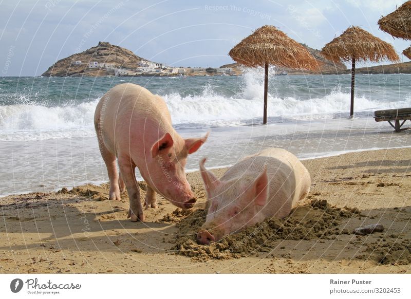 Two pigs relax on the beach Wellness Harmonious Contentment Relaxation Calm Cure Spa Vacation & Travel Summer Summer vacation Sunbathing Beach Ocean Retirement