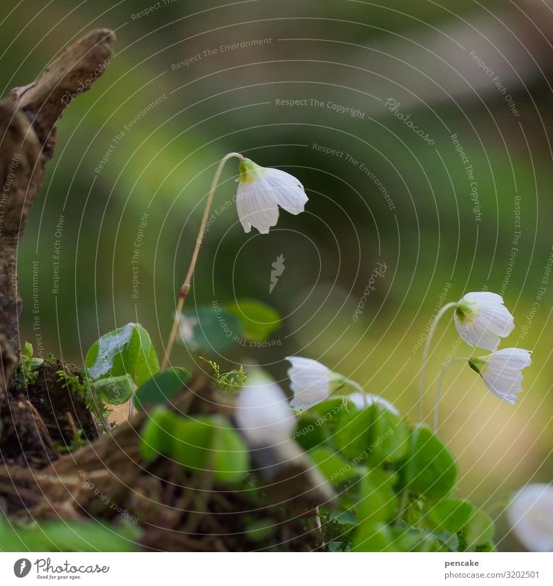 RINGING BELLS Nature Plant Elements Spring Climate change Flower Blossom Forest Beautiful Sorrel Blur White Blossoming Growth Fresh Healthy Colour photo