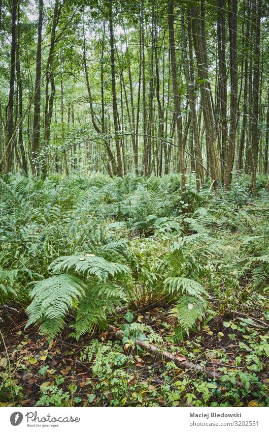 Ferns in dense primeval forest Environment Nature Plant Tree Bushes Wild plant Forest Natural Green fern Primitive times Wilderness Seasons deep forest