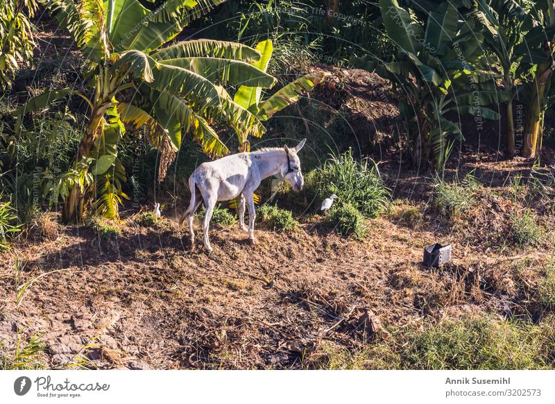 Donkey stands on the banks of the Nile in front of a banana plantation. Nature Landscape Plant Earth Climate Foliage plant Agricultural crop Banana tree River