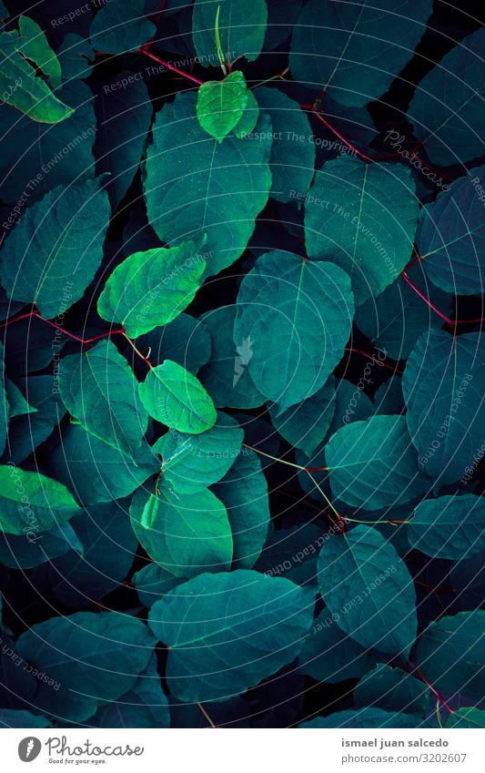 green and blue plant leaves textured in autumn Plant Leaf Blue Green Colour Multicoloured Garden Floral Nature Natural Decoration Abstract Consistency Fresh