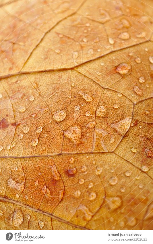 raindrops on the brown leaf in autumn Leaf Brown Rain Drop Water Wet Bright Glittering Loneliness Isolated (Position) Ground Nature Natural Exterior shot