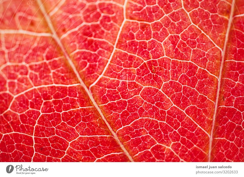 red leaf textured with autumn colors in autumn season Leaf Red Line Pattern Detail Macro (Extreme close-up) Veins Loneliness Isolated (Position) Ground Nature