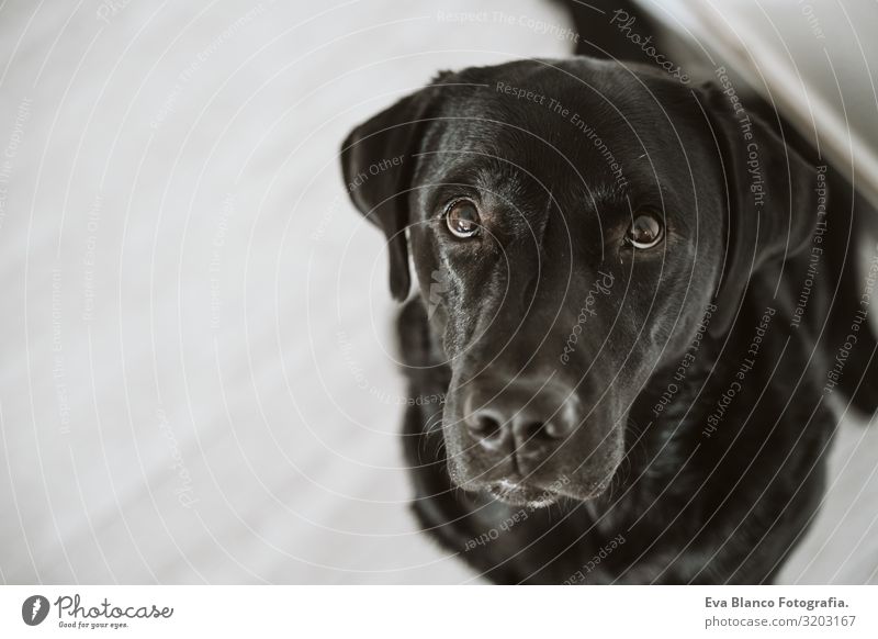 Beautiful black labrador waiting to eat his meal. Home, indoor Portrait photograph Dog Lunch House (Residential Structure) retriever Diet Eating Purebred Heap