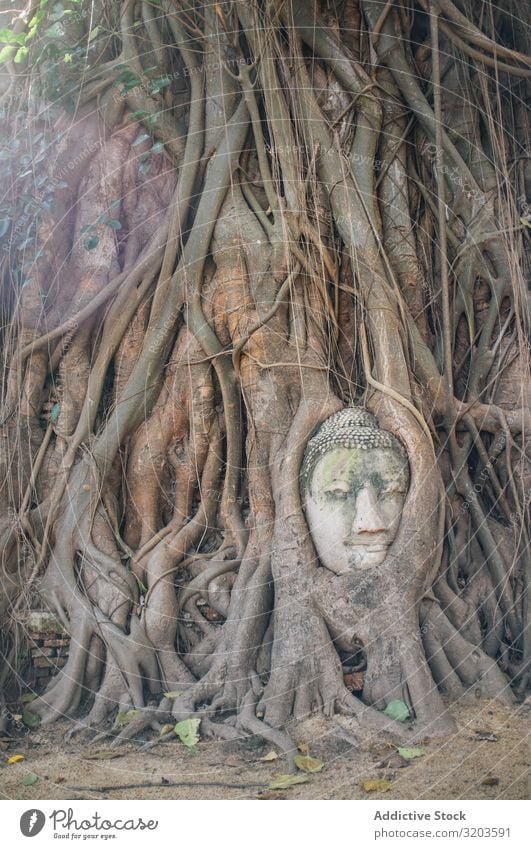 Buddha face covered with tree roots Tree Root Statue Overgrown Ancient Sculpture Cover Hide Thailand Stone Old Religion and faith Growth Life Temple Head