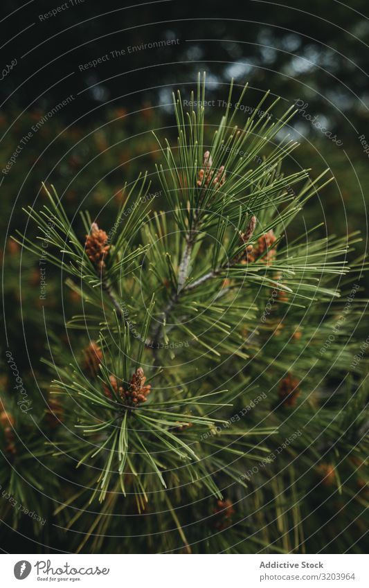 Branch of coniferous tree Forest Spruce Tree Needle Evergreen Summer Green fir Twig Nature Pine Wild Soft Plant Seasons Natural Fresh Bushes Growth sprig