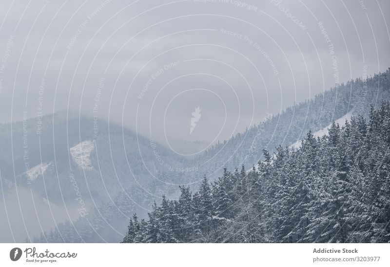 Tranquil snowy mountain terrain with woods Snowstorm Mountain coniferous Forest Haze Invisible Nature Landscape fir Seasons Silent Environment Hoar frost Spruce