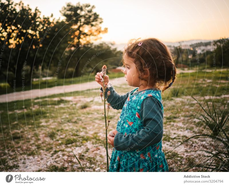 Cute little girl studying flower in park Girl Flower Park Study Delightful Looking rapt attention Focus on Toddler Sunset astonished Beautiful Child Nature