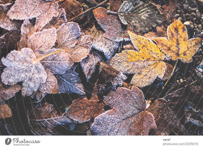 frozen yellow and brown autumn leaves Nature Autumn Ice Frost Leaf Forest Alps Freeze Lie Old Authentic Together naturally Dry Brown Yellow Moody Cool (slang)